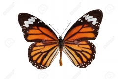 butterfly_tattoos_design_072
