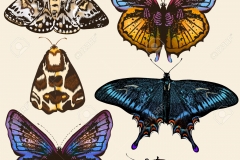 Collection of vector colorful butterflies in vintage style
