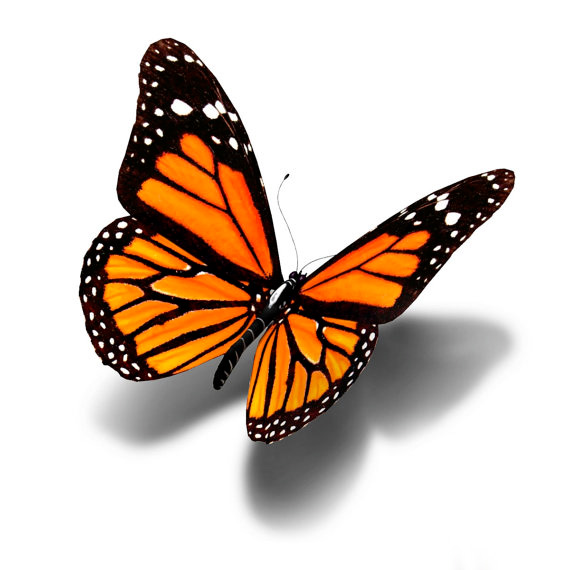 butterfly_tattoo.jpg